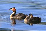 Great Crested Grebe